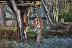 1998年生肖属虎人怎么样